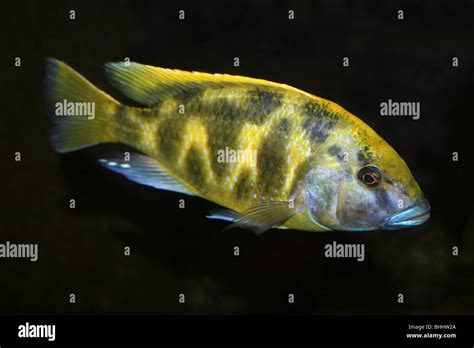 Lake Malawi Cichlid Stock Photo Alamy