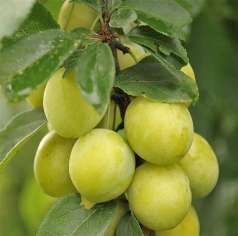 Old Greengage Fruit Trees for Sale - Hopes Grove Nurseries