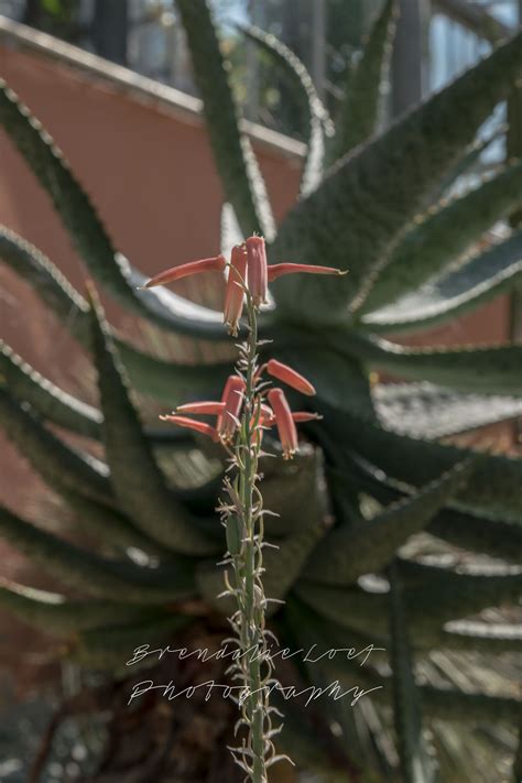 Hortus Botanicus Amsterdam