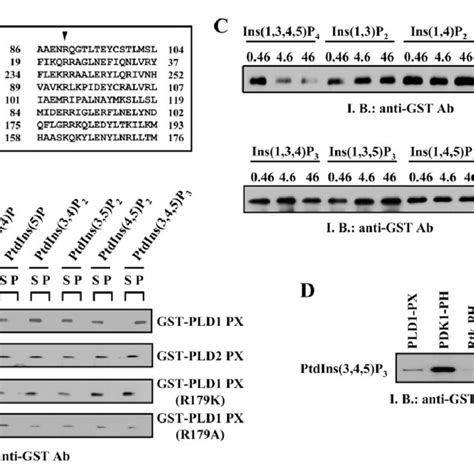 Ptdins P Activates Pld In Vitro A The Effects Of A Range Of