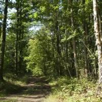 Se soigner avec les arbres récolter écorces chatons et bourgeons