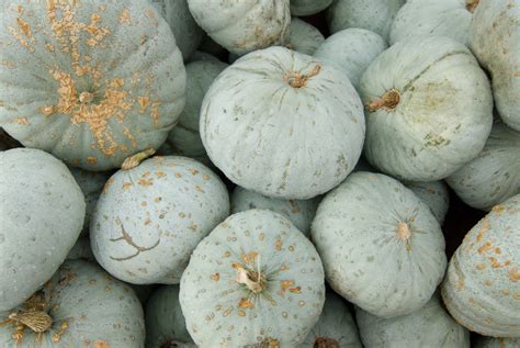 Winter Squash, Blue Hubbard Seeds - Heirloom – Hometown Seeds