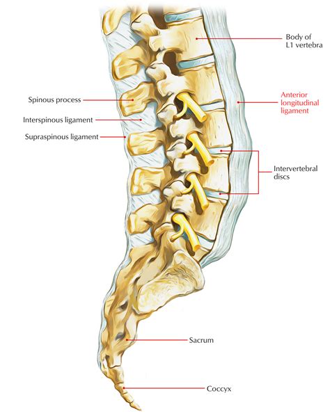 Posterior Longitudinal Ligament