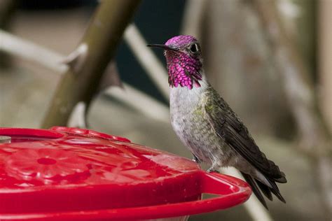 Annas X Calliope Hummingbird Hybrid Delaware Putative A Flickr