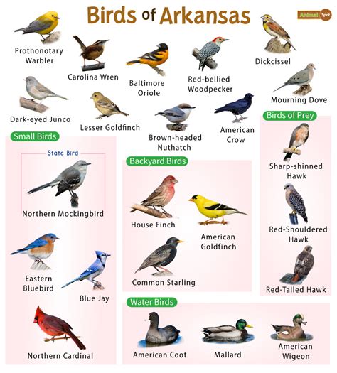 List of the Common Birds Found in Arkansas– Facts with Pictures