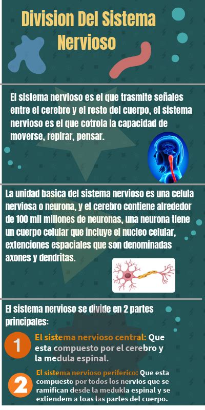 Infografia De La División Del Sistema Nerviosos