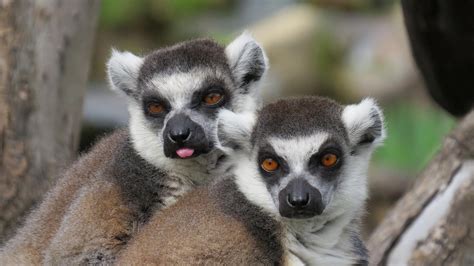 31 Amazing Ring Tailed Lemur Facts