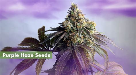 Where to Buy the Best Purple Haze Seeds Online - 10Buds