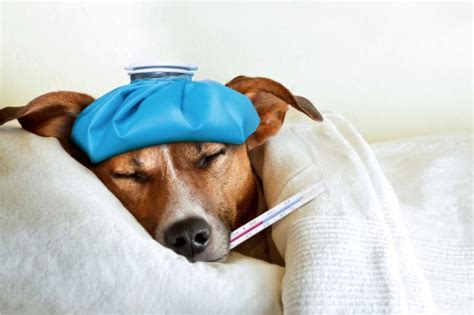 Understanding and Managing Fever in Dogs