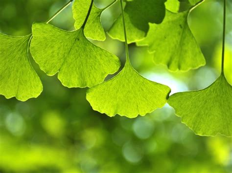 Ginkgo Biloba Risks And Benefits Poison Control