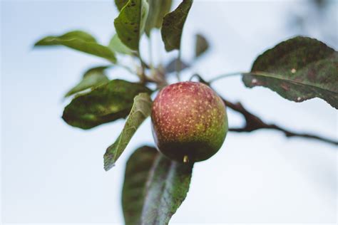 Snoeien Van Een Appelboom Tips Voor Gezonde Groei En Oogst