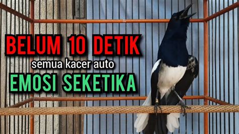 Suara Burung Kacer Gacor Ngeplong Tarung Konslet Ini Paling Ampuh Buat