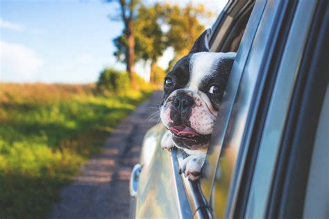 Cachorro Dentro Do Carro Como Transportar O Seu Pet Em Seguran A