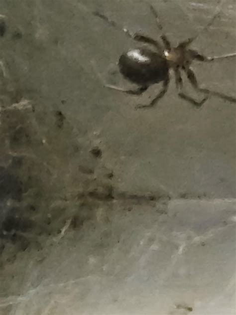 Does Anyone Know What Kinda Spider This Is Rwhatsthisbug