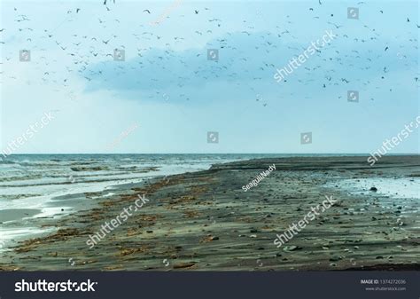 Birds Polluted Areas Coastal Water Pollution Stock Photo 1374272036 ...