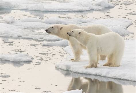 The Adult Female Polar Bear Weighs Between 150 And 300 Kg The Adult