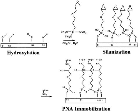 Probe Layer Immobilization Procedure Download Scientific Diagram