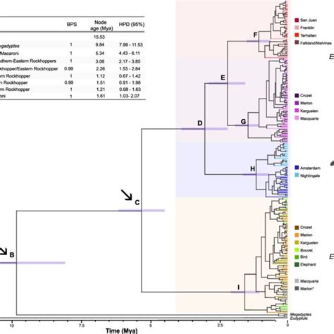 Phylogenetic reconstruction of all sampled populations of Eudyptes ...