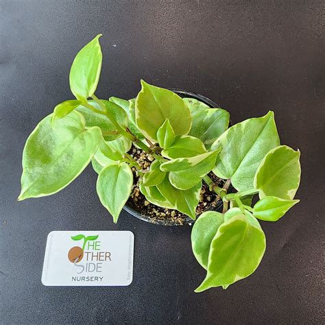 Peperomia Scandens Variegata 4 Theothersidenursery