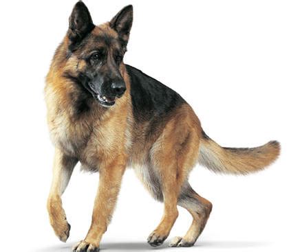 Lottas Hundsalong