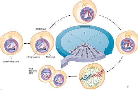 Eukaryotic Cell cycle Diagram | Quizlet