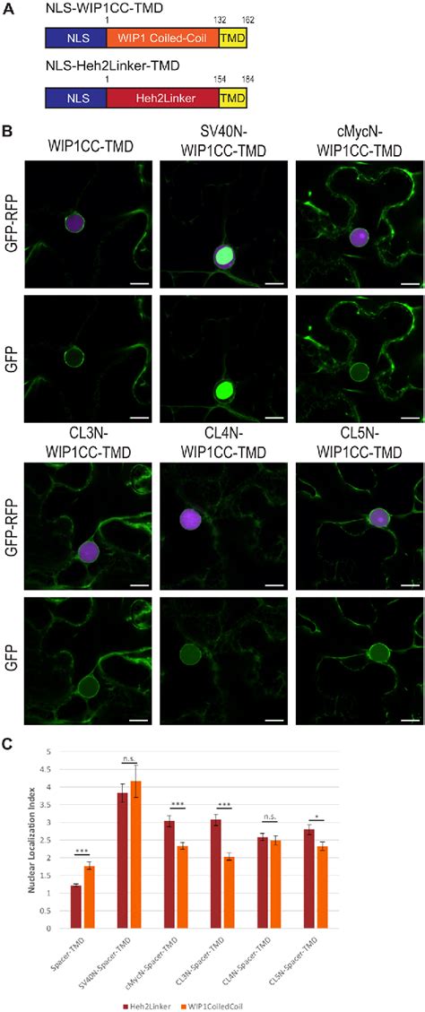 Figure From A Nuclear Localization Signal Targets Tail Anchored