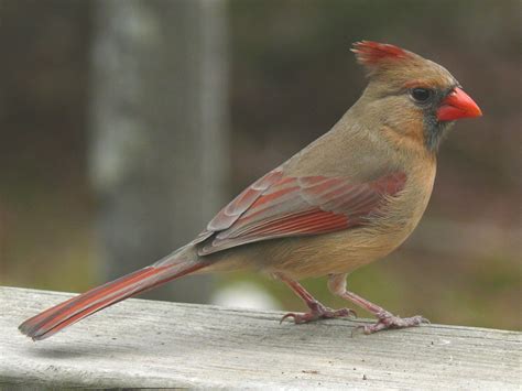 General Information About The Northern Cardinal Cardinalis Cardinalis