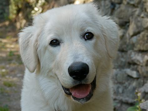 Maremma Sheepdog dog face photo and wallpaper. Beautiful Maremma Sheepdog dog face pictures