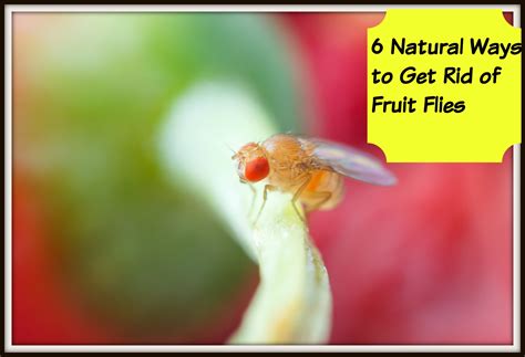 Getting Rid Of Fruit Flies 6 Natural Approaches — Thrifty Mommas Tips