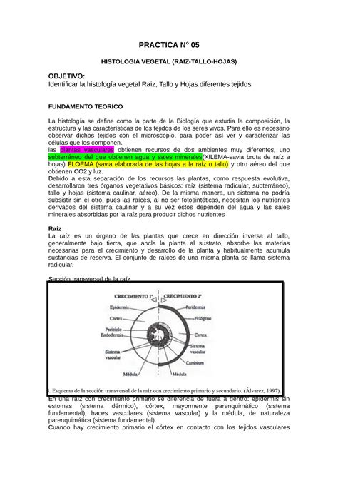 Practica N Histologia Vegetal Practica N Histologia Vegetal