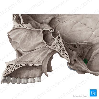 Jugular foramen: Anatomy, location and function | Kenhub