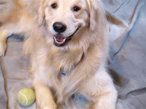 At What Age Does A Golden Retriever Puppy Stop Growing