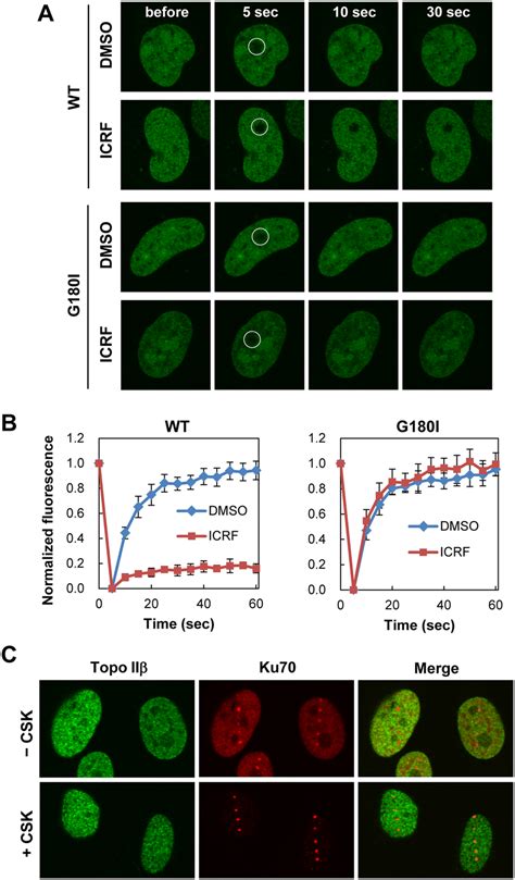 Reduced Nuclear Mobility Of Topo Iiβ By Icrf 187 A Representative