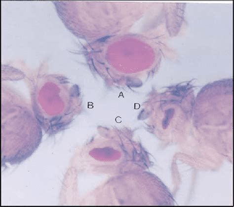 Pdf Teaching And Learning Genetics With Drosophila 2 Mutant