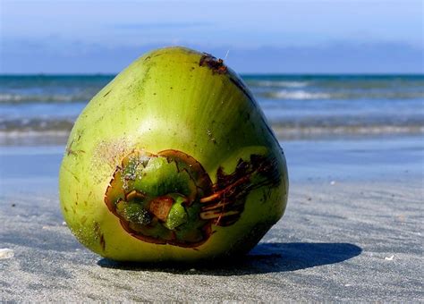 Coconuts day at the beach. | Free Photo - rawpixel