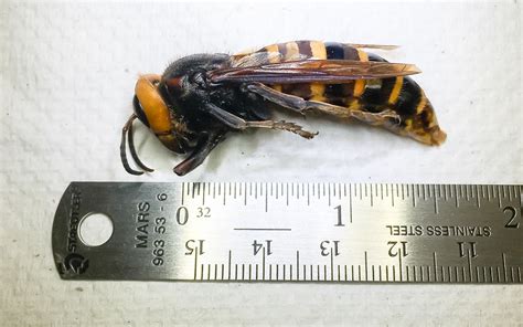 Washington State Trapped Its First 'Murder Hornet' | TIME