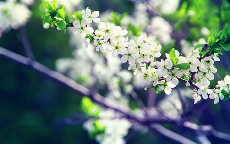 White Flowers Hd Desktop