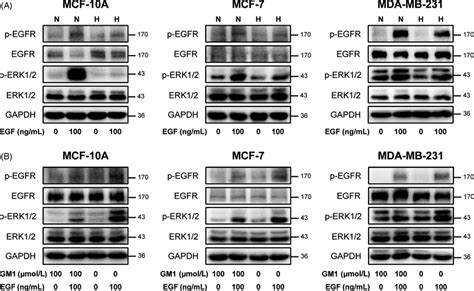 Exogenous GM1 Inhibited The Activation Of EGFR Signalling In