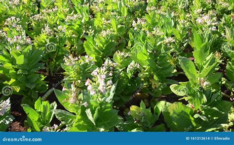 El Viento Sopla Hojas De Tabaco Y Flores En El Campo Plantas De Tabaco