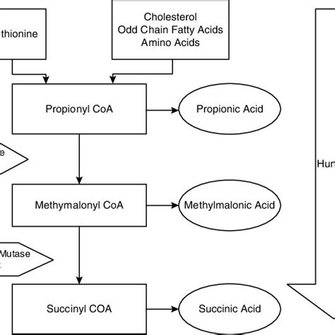 Bidirectional Propionic Succinic Acid Pathway Bacterial Reconversion Download Scientific