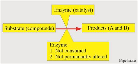 Enzymes Part 1 Introduction Of Enzymes