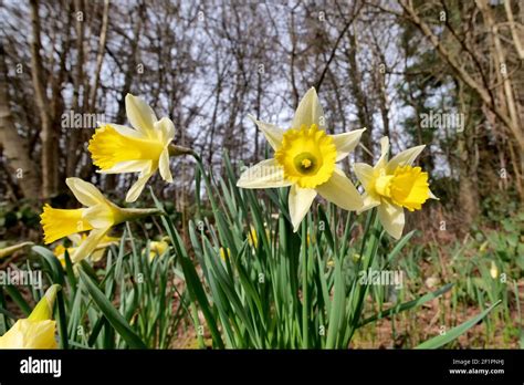 Daffodil Festival Gloucestershire Hi Res Stock Photography And Images