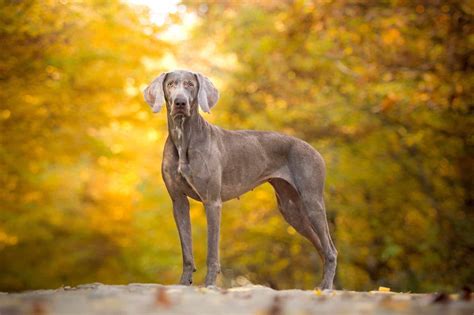 22 Beautiful Weimaraner Mixes You'll Love (With Pictures)