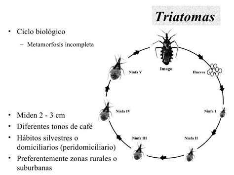 Enfermedad De Chagas