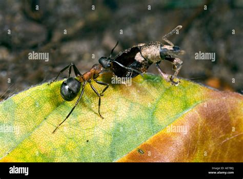wood ant formica rufa  prey maulden wood bedfordshire stock photo