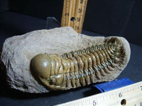 Fossilized Trilobite Crotalocephalina J The Stones Bones