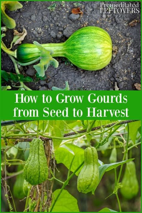 How to Grow Gourds from Seed to Harvest | Organic vegetable garden, Gourds, Growing pumpkins