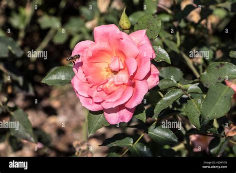 Rose in Bern Rose Garden Stock Photo - Alamy