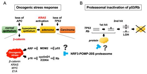 Conceptual Hypotheses Of The Functional Significance Of Nrf3 In Cancer Download Scientific