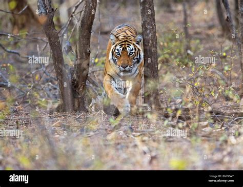 Royal Bengal Tiger Hi Res Stock Photography And Images Alamy